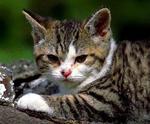Котенок Американской жесткошерстной кошки отдыхает