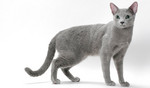 Портрет Русской голубой кошки