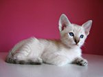 Сиамский котенок на красном фоне