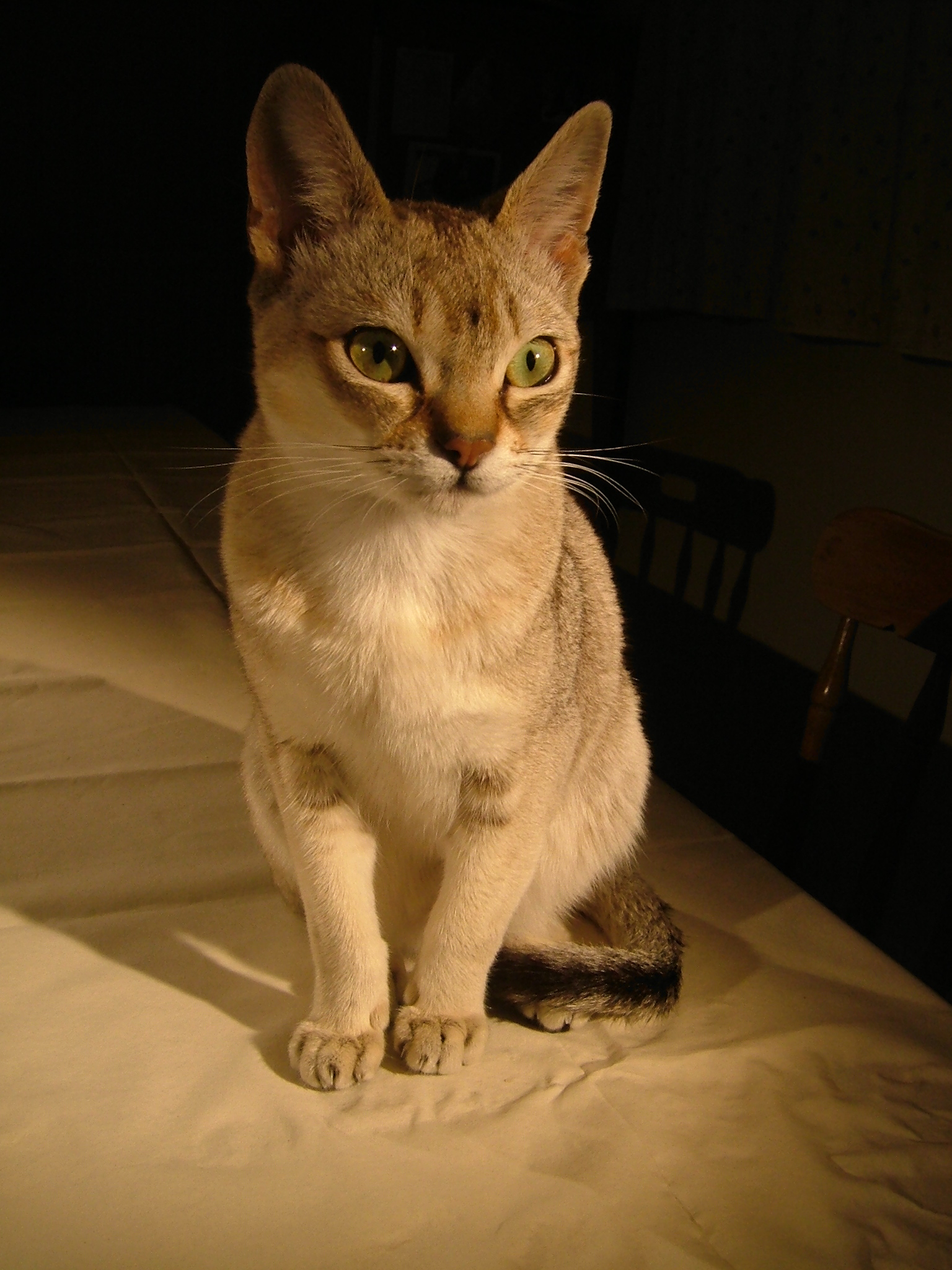 Сингапурская кошка фото