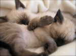 Спящие котята Сиамской кошки
