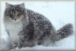 Снежная Норвежская лесная кошка