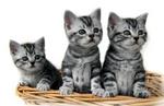 Три котенка Американской короткошерстной кошки