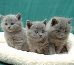Три котенка породы Шартрез