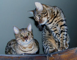 Две Бенгальские кошки