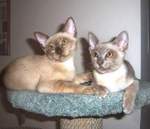 Две кошки породы Бурмис