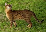 Кошка породы Чито на траве
